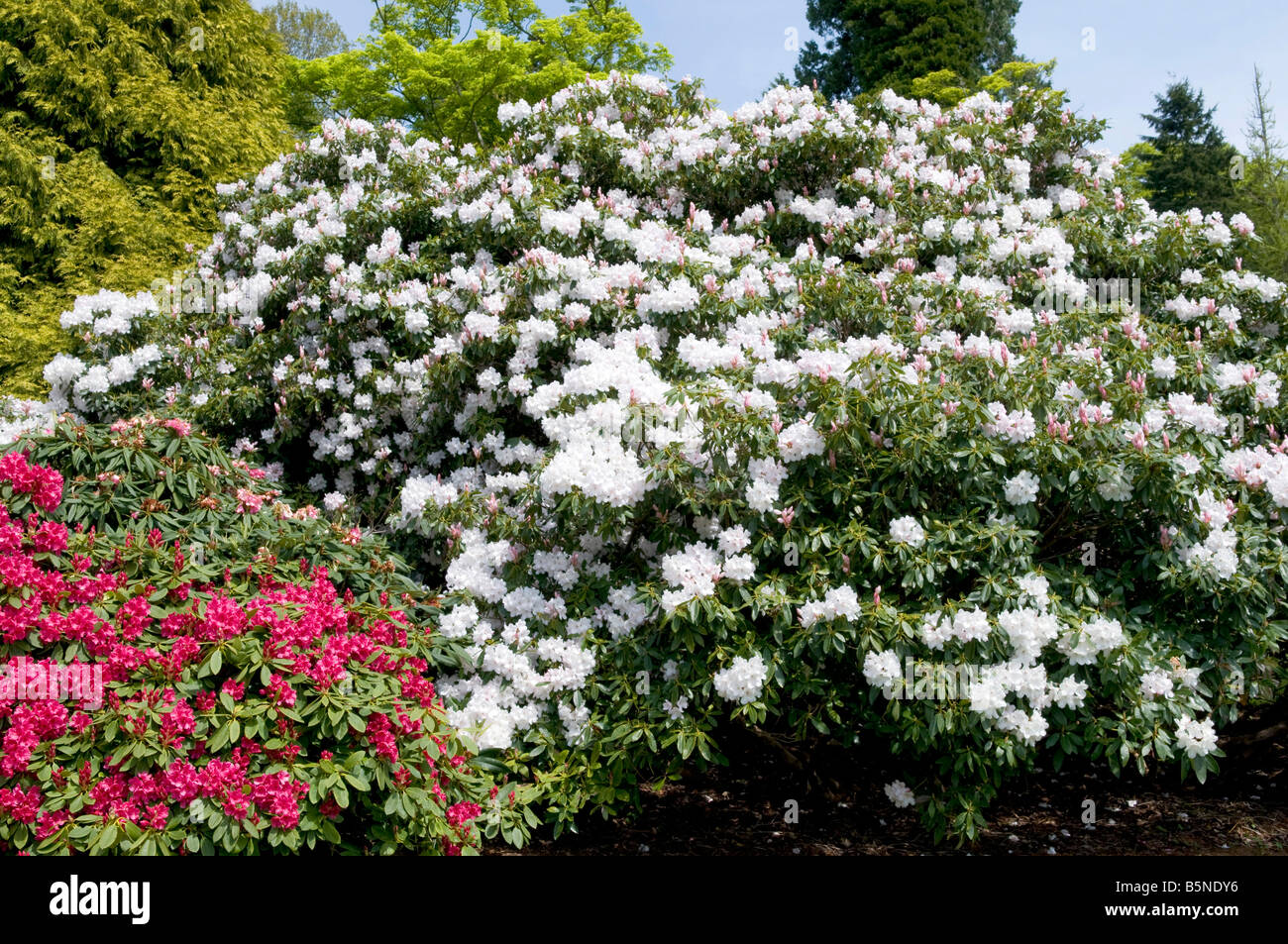 Rhododendron `Rex` Stock Photo